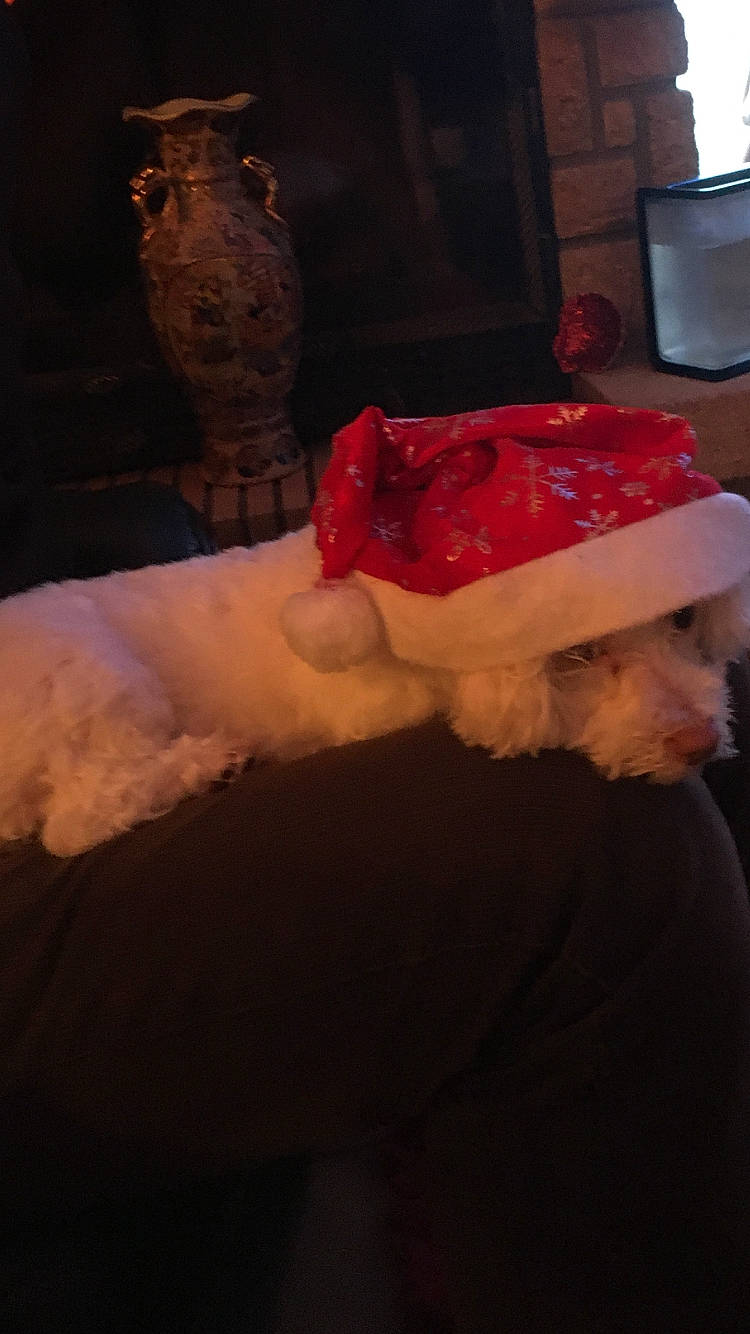 Malie participe au concours pour gagner de l'argent avec cette photo : artifact, beard, carmine, christmas, companion_dog, drinkware, event, facial_hair, flesh, flooring, fur, human_leg, linens, santa_claus, small_to_medium_sized_cats, tableware, teddy_bear, television, winter, wood