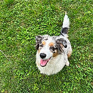 Azako a rejoint le concours — aidez-le/la à gagner de superbes lots ! dog, grass, outdoor, happy, smiling, pet, canine, fur, tail, nature, playful, animal, cute, eyes, tongue, sitting, friendly, daylight, adorable, muzzle