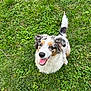 dog, grass, outdoor, happy, smiling, pet, canine, fur, tail, nature, playful, animal, cute, eyes, tongue, sitting, friendly, daylight, adorable, muzzle