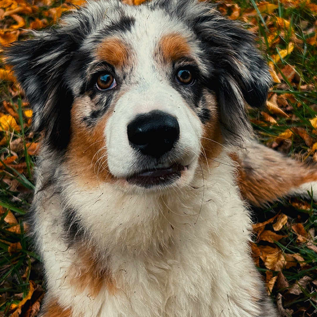 Azako participe au concours pour gagner de l'argent avec cette photo : animal, australian_shepherd, autumn, canine, closeup, cute, dog, ears, eyes, face, fluffy, fur, grass, leaves, muzzle, nature, nose, outdoor, pet, portrait