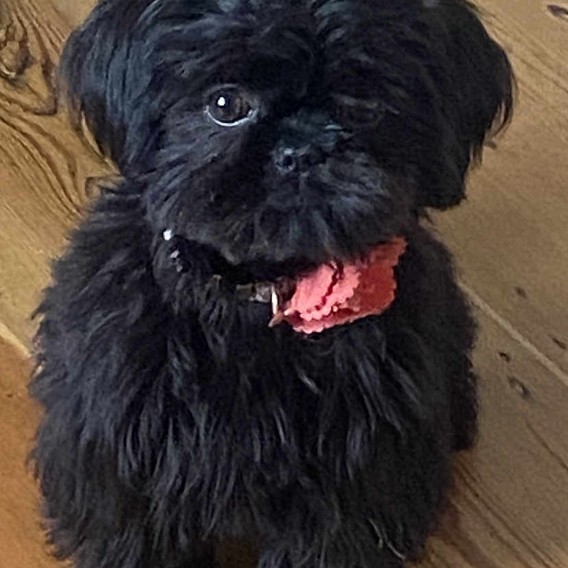Tiny is registered to the contest to win money with this photo: affenpinscher, animal, canine, dog, hardwood, pet, puppy, terrier, wood
