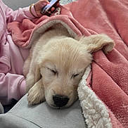 Arold participe au concours pour gagner de l'argent avec cette photo : adorable, animal, blanket, companion, cozy, cute, dog, fur, human_hand, indoor, napping, pet, pink, puppy, relaxing, resting, sleeping, soft, warm, young
