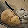 Arold participe au concours pour gagner de l'argent avec cette photo : animal, black_socks, companion, cozy, curled_up, cute, dog, floor, fur, golden_retriever, indoor, lap, person, pet, puppy, relaxation, resting, sleeping, sweatpants, tile_floor