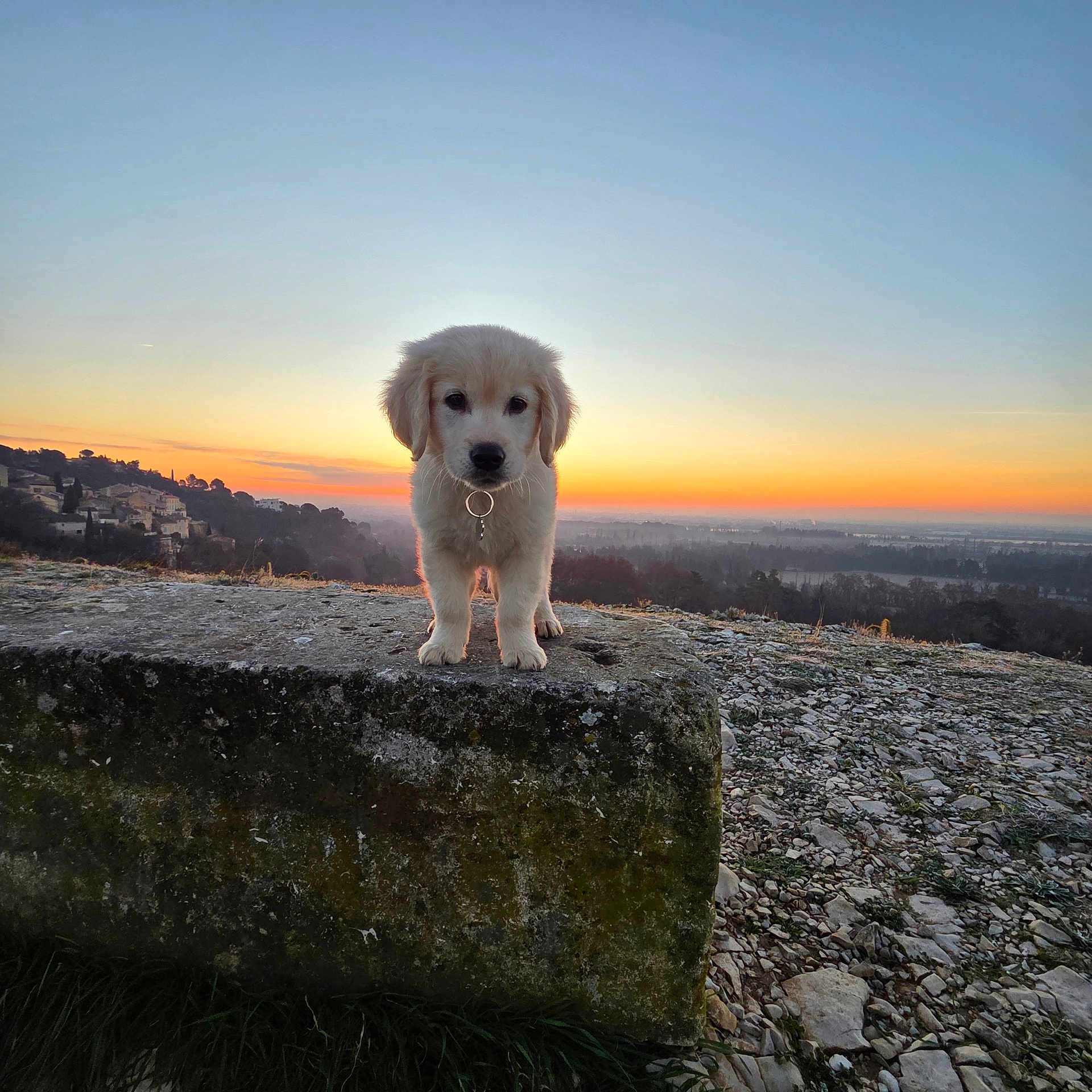 Arold a rejoint le concours — aidez-le/la à gagner de superbes lots ! adorable, animal, curious, dog, explorer, fur, golden_retriever, grass, horizon, landscape, morning, nature, outdoor, peaceful, puppy, rock, scenic, sky, sunset, young