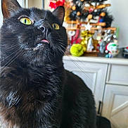 Titi participe au concours pour gagner de l'argent avec cette photo : cat, black_cat, close_up, yellow_eyes, tongue_out, whiskers, indoor, decorations, holiday, christmas_tree, ornaments, cabinet, furniture, pet, curious, fluffy, animal, mammal, domestic_cat, cute