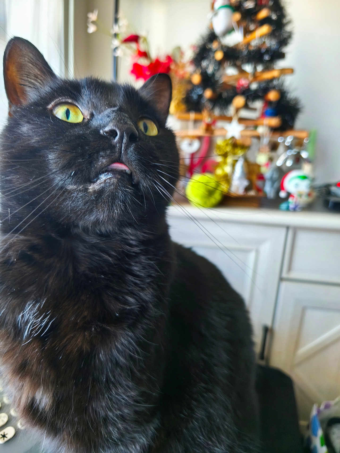 Titi participe au concours pour gagner de l'argent avec cette photo : cat, black_cat, close_up, yellow_eyes, tongue_out, whiskers, indoor, decorations, holiday, christmas_tree, ornaments, cabinet, furniture, pet, curious, fluffy, animal, mammal, domestic_cat, cute