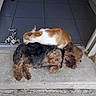 Prune participe au concours pour gagner de l'argent avec cette photo : animal, bonding, cat, companion, cute, dog, domestic, doorstep, furry, grooming, house, indoor, orange_cat, pet, relaxing, resting, small_dog, tile_floor, toy, white_cat