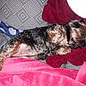 Prune a rejoint le concours — aidez-le/la à gagner de superbes lots ! animal, black, blanket, brown, comfort, couch, cozy, dog, fur, gray, home, indoor, patterned, pet, pillow, pink, red, relaxed, resting, sleeping
