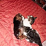 animal, bed, blanket, cat, comfort, companion, cozy, cute, dog, domestic, friendship, fur, indoor, pet, red_blanket, relaxation, resting, sleeping, snuggling, soft