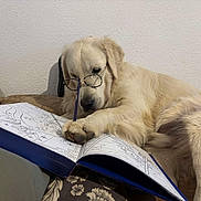 Koda a rejoint le concours — aidez-le/la à gagner de superbes lots ! dog, golden_retriever, glasses, pencil, coloring_book, paw, couch, wall, indoors, pet, cute, animal, relaxed, reading, study, fur, nose, ears, home, leisure