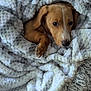 Deacon is registered to the contest to win money with this photo: dog, puppy, blanket, cozy, snuggled, soft, fur, warm, resting, pet, indoor, cute, comfort, brown_dog, sleepy, relaxed, animal, portrait, face, paw