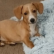 Deacon is registered to the contest to win money with this photo: puppy, dog, tan, white, carpet, blanket, fluffy, indoor, pet, cute, small, ears, lying_down, young, animal, domestic, fur, paw, looking, curious