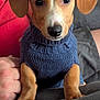 Deacon joined the competition — help win amazing prizes! puppy, dog, sweater, blue_sweater, indoor, pet, cute, floppy_ears, brown_fur, person_hand, soft_surface, attention, closeup, young_dog, companion, cozy, warm_lighting, resting_hand, domestic_animal, adorable