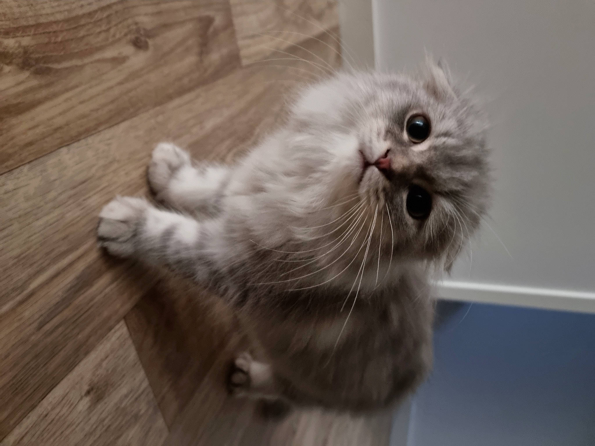 Urrusse a rejoint le concours — aidez-le/la à gagner de superbes lots ! carnivore, cat, claw, domestic_short_haired_cat, felidae, flooring, fur, grey, hardwood, laminate_flooring, paw, plank, small_to_medium_sized_cats, snout, tail, varnish, whiskers, wood, wood_flooring, wood_stain