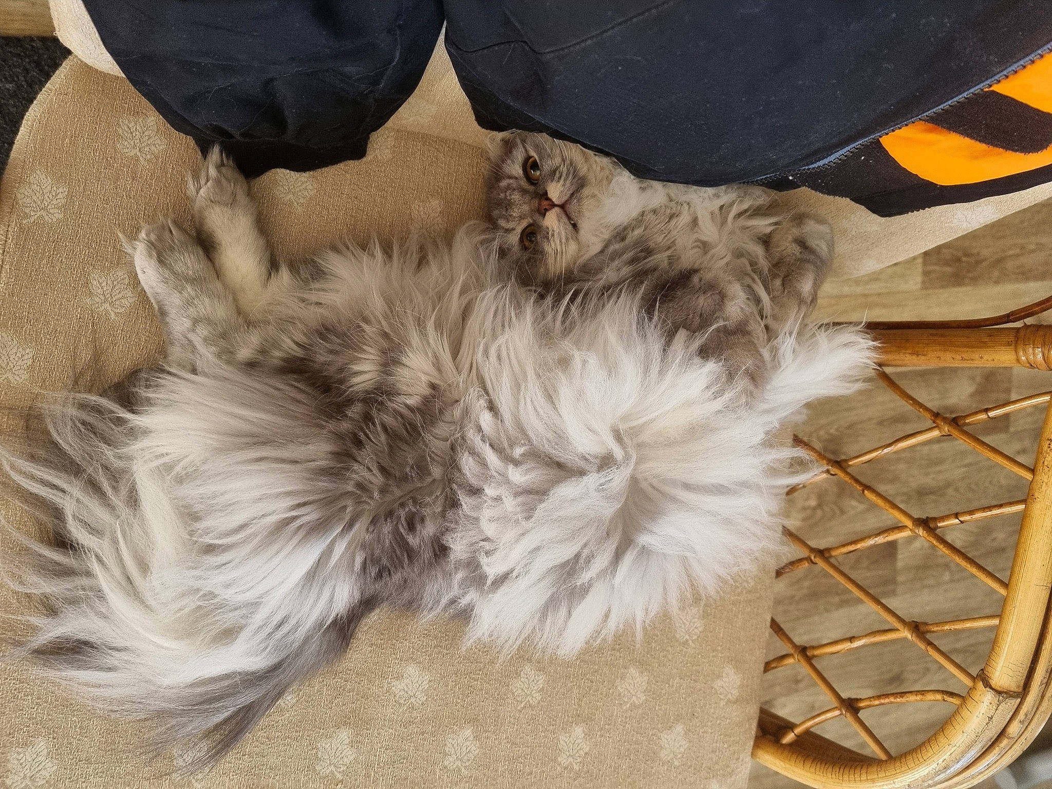 Urrusse participe au concours pour gagner de l'argent avec cette photo : comfort, companion_dog, dog, dog_breed, fawn, felidae, flooring, fur, hardwood, liver, nap, paw, small_terrier, small_to_medium_sized_cats, sporting_group, tail, terrier, toy_dog, whiskers, wood