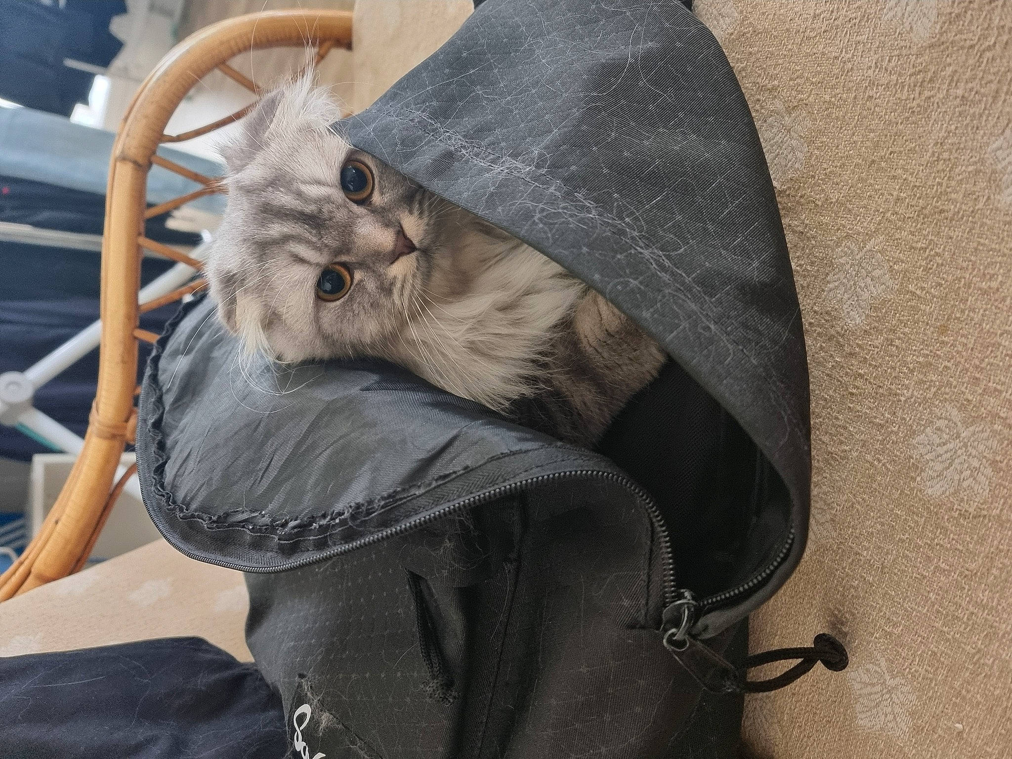 Urrusse participe au concours pour gagner de l'argent avec cette photo : backpack, bag, baggage, carnivore, cat, claw, comfort, domestic_short_haired_cat, eyewear, fashion_accessory, fawn, felidae, fur, grey, luggage_and_bags, personal_protective_equipment, small_to_medium_sized_cats, snout, whiskers, working_animal