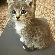 Stormy is registered to the contest to win money with this photo: kitten, cat, gray_fur, whiskers, curious_eyes, pet, indoor, carpet, scratching_post, young_animal, furry, small, cute, domestic_cat, sitting, looking, closeup, animal, mammal, feline