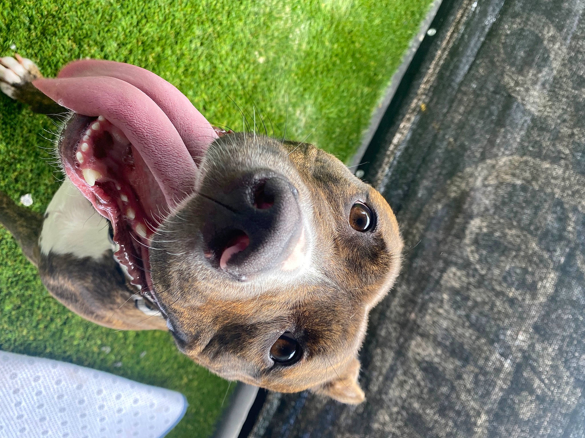 Deja is registered to the contest to win money with this photo: canidae, carnivore, close_up, collar, companion_dog, dog, dog_breed, dog_collar, eyewear, fawn, grass, leash, liver, pet_supply, plant, snout, sporting_group, whiskers, wood, working_animal