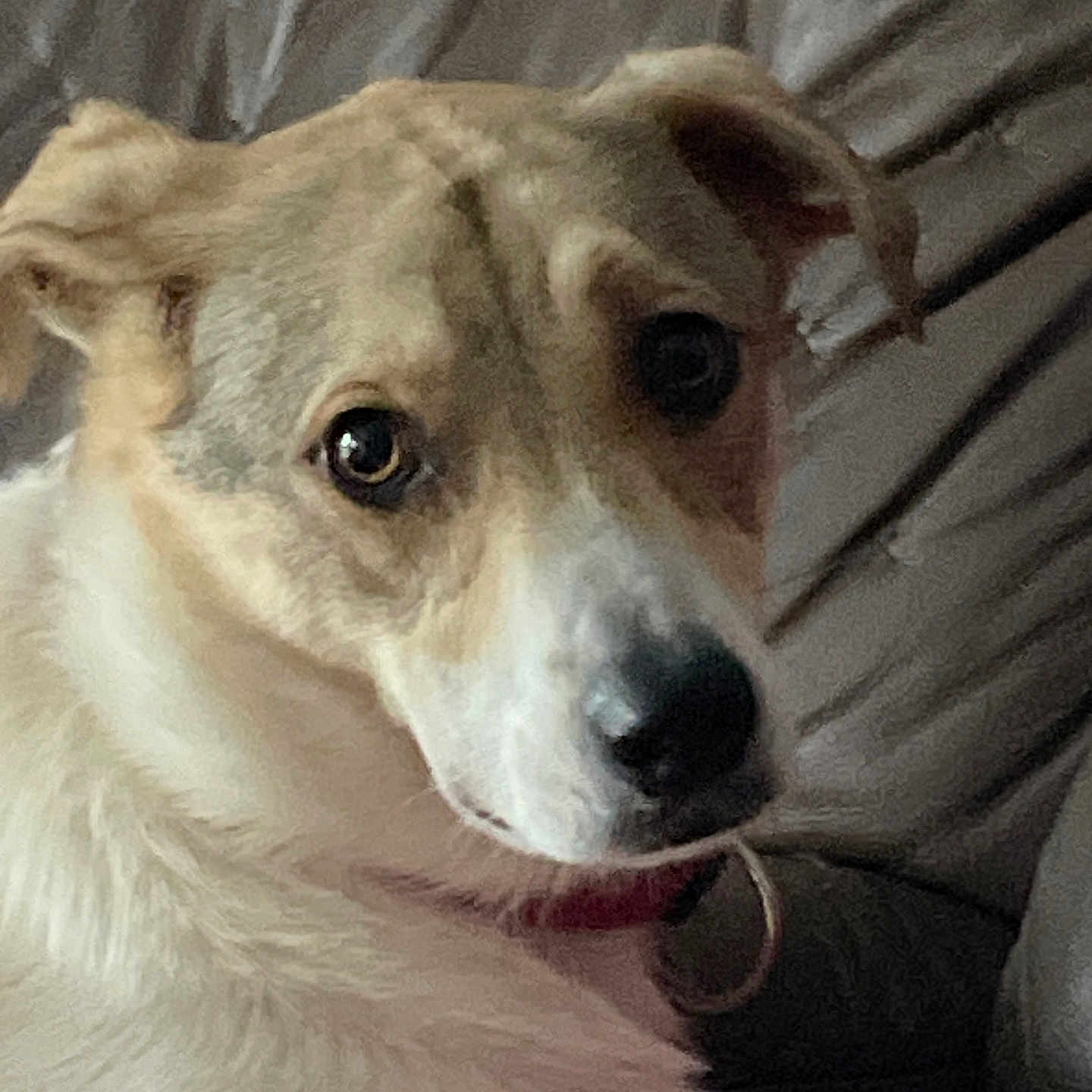 Panny participe au concours pour gagner de l'argent avec cette photo : animal, brown, canine, close_up, collar, couch, curious, dog, domestic_animal, ears, expression, eyes, face, fur, indoor, nose, pet, portrait, resting, white