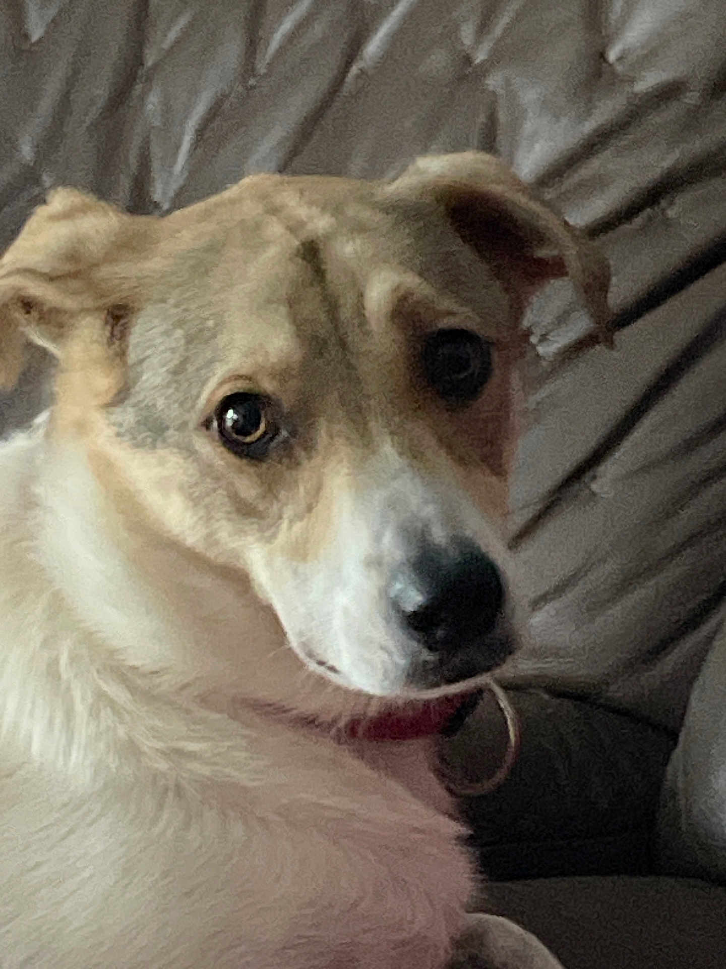 Panny participe au concours pour gagner de l'argent avec cette photo : animal, brown, canine, close_up, collar, couch, curious, dog, domestic_animal, ears, expression, eyes, face, fur, indoor, nose, pet, portrait, resting, white