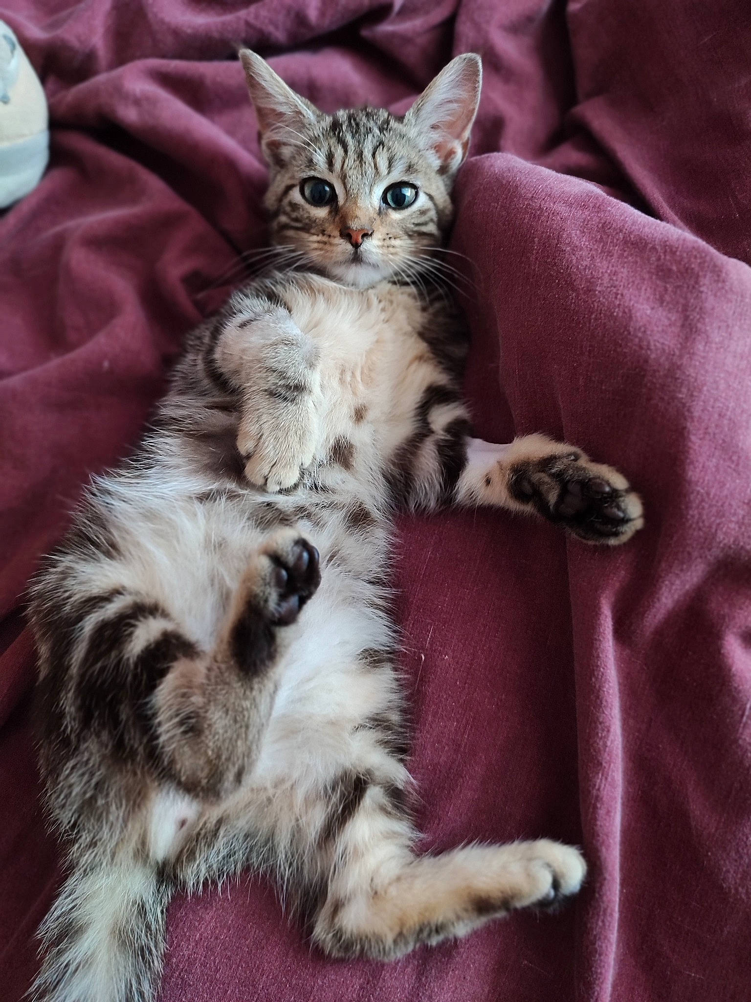 Derby a rejoint le concours — aidez-le/la à gagner de superbes lots ! carnivore, cat, claw, comfort, domestic_short_haired_cat, felidae, foot, fur, paw, sitting, small_to_medium_sized_cats, tail, terrestrial_animal, whiskers