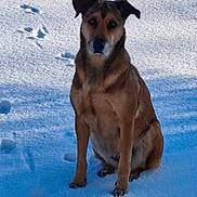 Nala participe au concours pour gagner de l'argent avec cette photo : dog, snow, paw_prints, outdoor, animal, pet, winter, fur, sitting, nature, cold, daylight, mammal, canine, background, shadow, texture, alert, quiet, calm