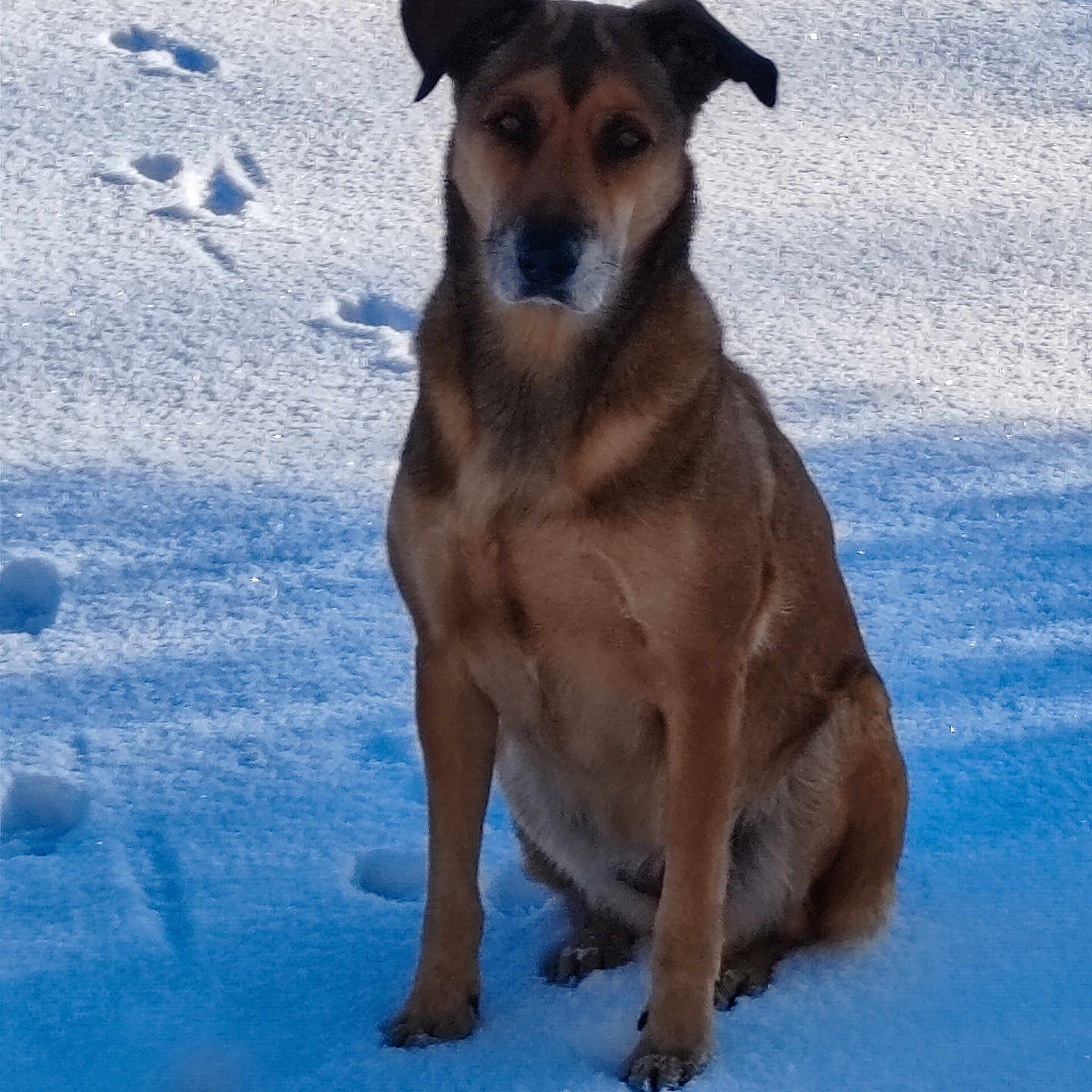 Nala participe au concours pour gagner de l'argent avec cette photo : dog, snow, paw_prints, outdoor, animal, pet, winter, fur, sitting, nature, cold, daylight, mammal, canine, background, shadow, texture, alert, quiet, calm