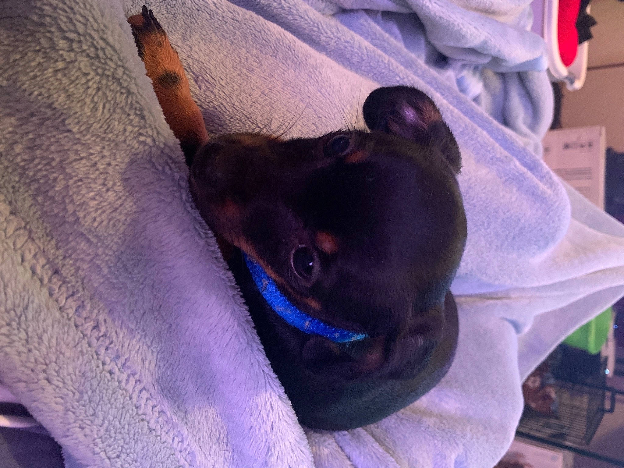 Sally is registered to the contest to win money with this photo: canidae, carnivore, chihuahua, comfort, companion_dog, dog, dog_breed, ear, electric_blue, fawn, felidae, grey, guard_dog, prazsky_krysarik, puppy, purple, sporting_group, toy_dog, whiskers, working_animal