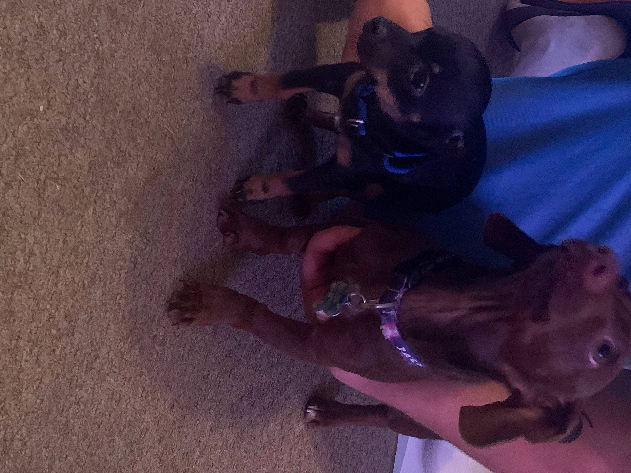 Sally joined the competition — help win amazing prizes! barefoot, canidae, dog_breed, dress, event, fawn, flesh, foot, fun, human_leg, knee, leg, magenta, purple, shadow, sitting, sporting_group, thigh, tree