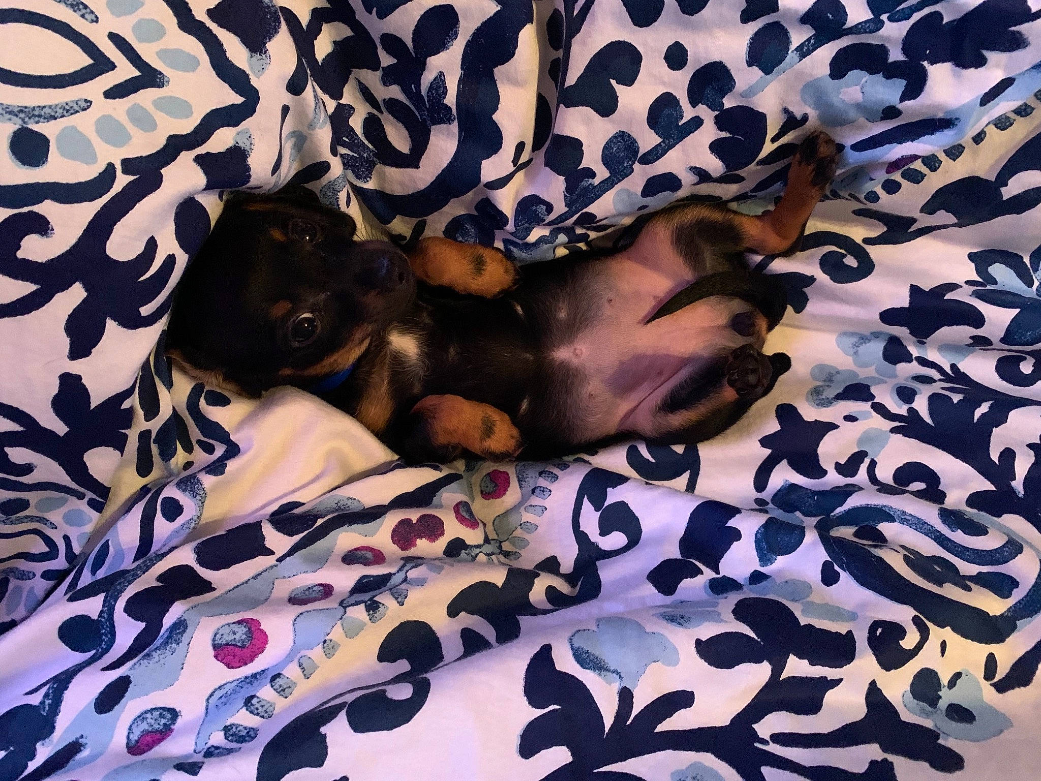 Sally joined the competition — help win amazing prizes! bed, bedding, canidae, carnivore, comfort, companion_dog, couch, dog, dog_breed, fawn, fur, guard_dog, linens, pattern, paw, purple, sporting_group, textile, toy_dog, working_animal