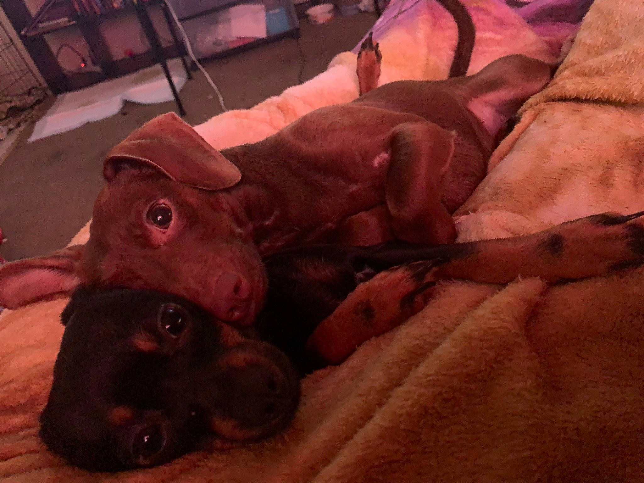 Jack Sally joined the competition — help win amazing prizes! canidae, carmine, carnivore, chair, comfort, companion_dog, dog, dog_breed, ear, fawn, fur, hat, liver, livestock, snout, sporting_group, suidae, wood, working_animal, wrinkle