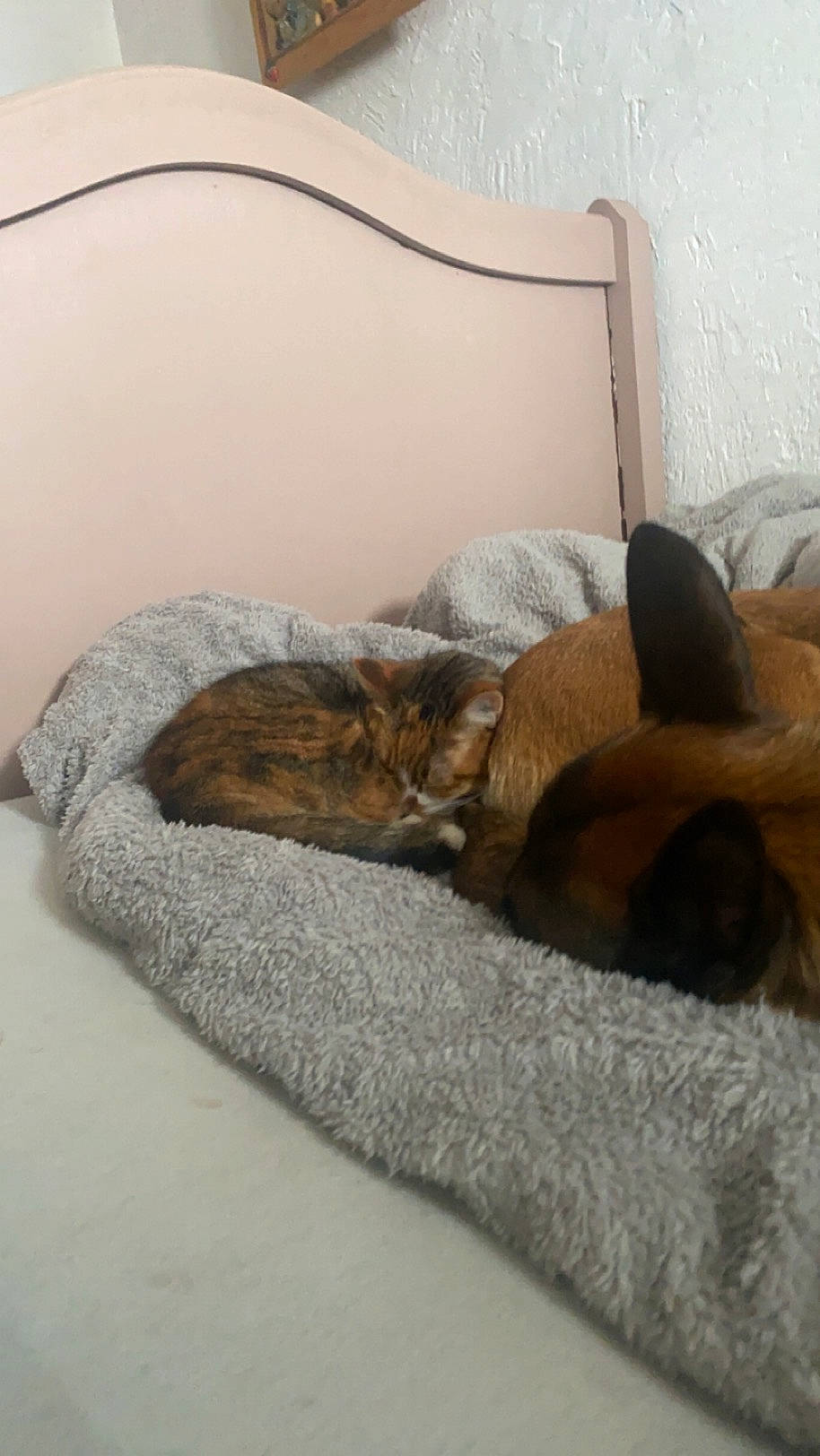 Bella participe au concours pour gagner de l'argent avec cette photo : brown, carnivore, cat, comfort, dog_breed, domestic_short_haired_cat, fawn, felidae, fur, grey, mammal, room, small_to_medium_sized_cats, snout, tail, terrestrial_animal, vertebrate, whiskers, wildlife, wood