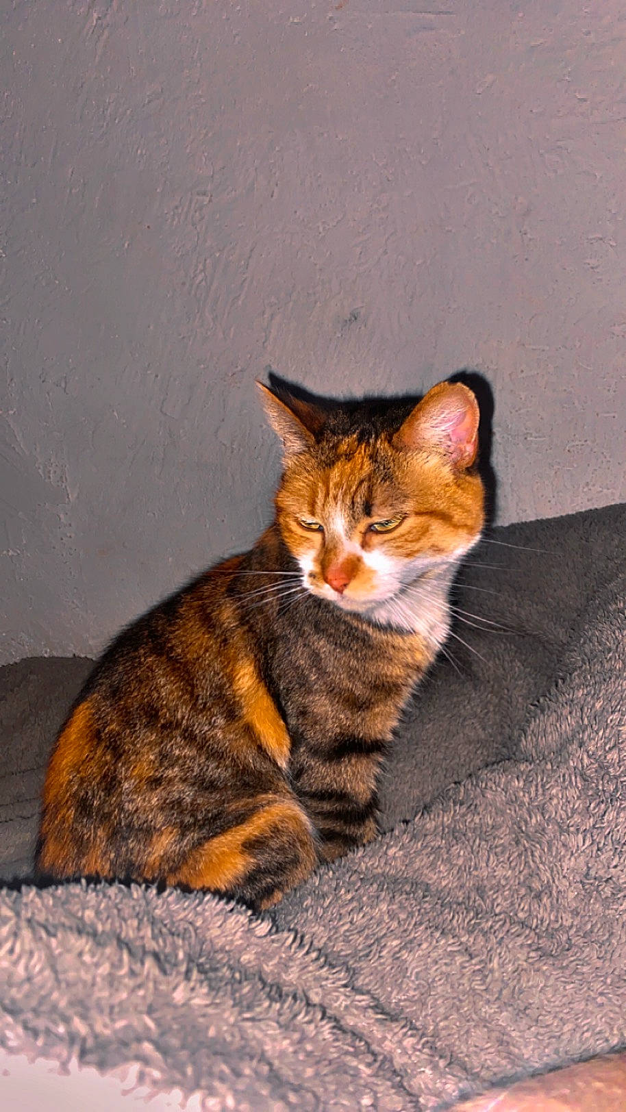 Bella a rejoint le concours — aidez-le/la à gagner de superbes lots ! brown, carnivore, cat, claw, domestic_short_haired_cat, eye, fawn, felidae, foot, fur, head, human_body, paw, sitting, small_to_medium_sized_cats, snout, tail, terrestrial_animal, whiskers, wildlife