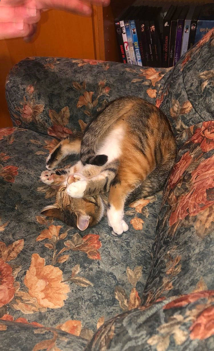 Bella participe au concours pour gagner de l'argent avec cette photo : brown, canidae, carnivore, cat, comfort, couch, dog_breed, domestic_short_haired_cat, fawn, felidae, flooring, fur, nap, paw, room, small_to_medium_sized_cats, sporting_group, tail, whiskers, wood