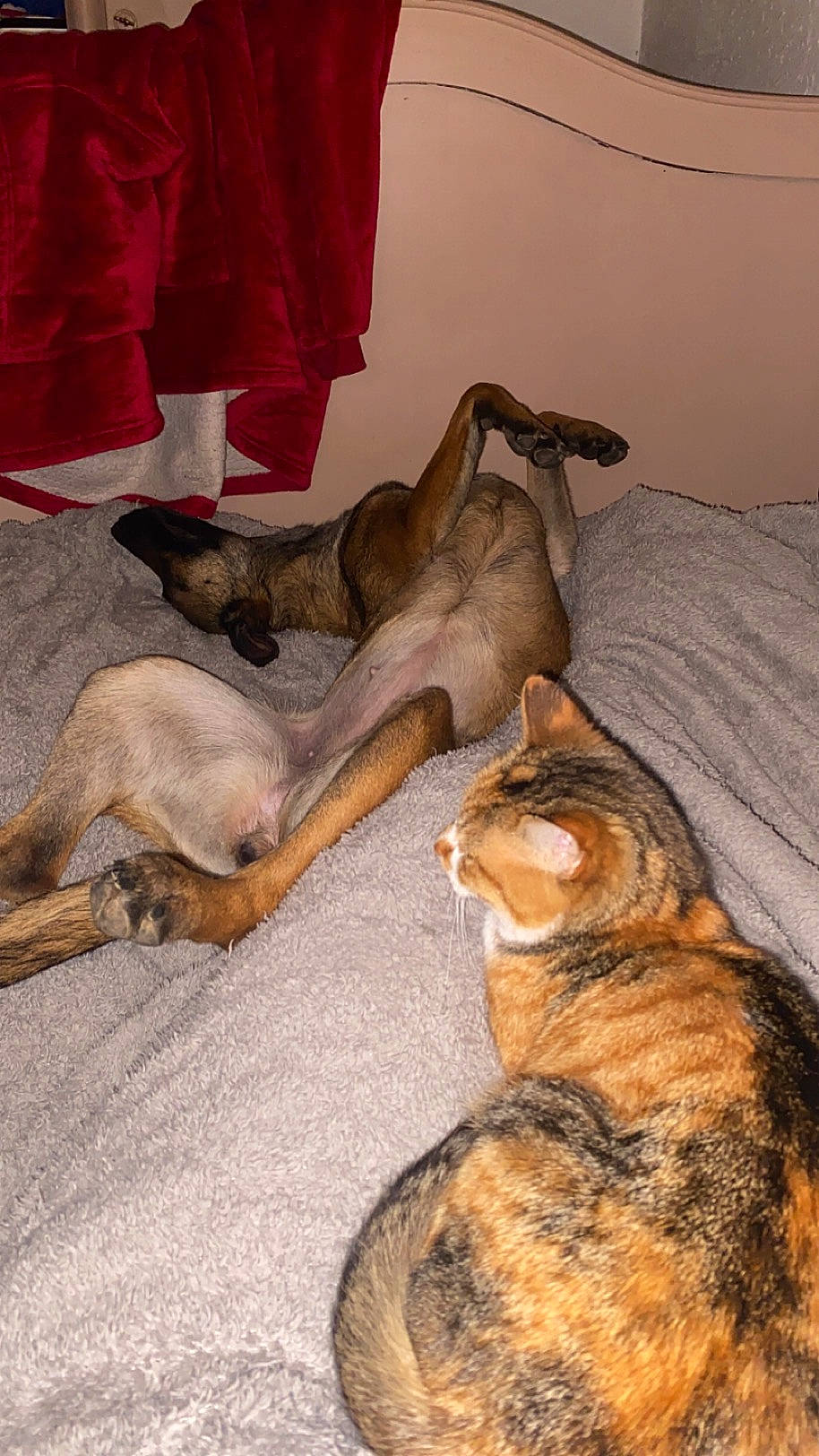 Nala a rejoint le concours — aidez-le/la à gagner de superbes lots ! canidae, carnivore, cat, comfort, companion_dog, dog, dog_breed, domestic_short_haired_cat, fawn, felidae, fur, grey, mammal, paw, small_to_medium_sized_cats, snout, sporting_group, tail, vertebrate, whiskers