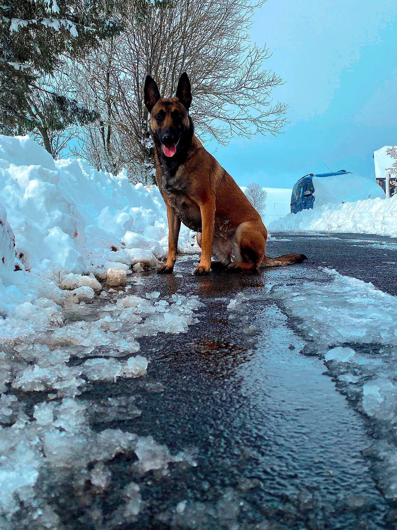 Nala participe au concours pour gagner de l'argent avec cette photo : canidae, carnivore, dog, dog_breed, dog_hiking, fawn, freezing, geological_phenomenon, ice_cap, recreation, rock, sky, snow, sporting_group, tail, tree, walking, water, winter, working_animal