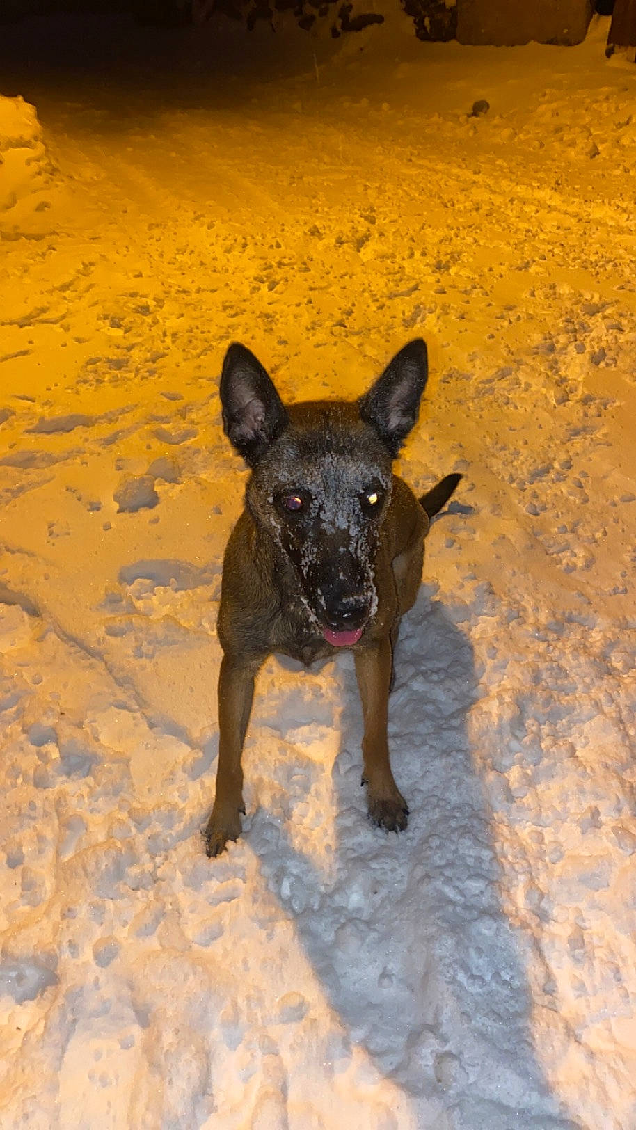 Nala a rejoint le concours — aidez-le/la à gagner de superbes lots ! adventure, canidae, carnivore, dog, dog_breed, fawn, guard_dog, hunting_dog, landscape, non_sporting_group, shadow, snout, snow, soil, sporting_group, terrestrial_animal, toy_dog, working_animal, working_dog