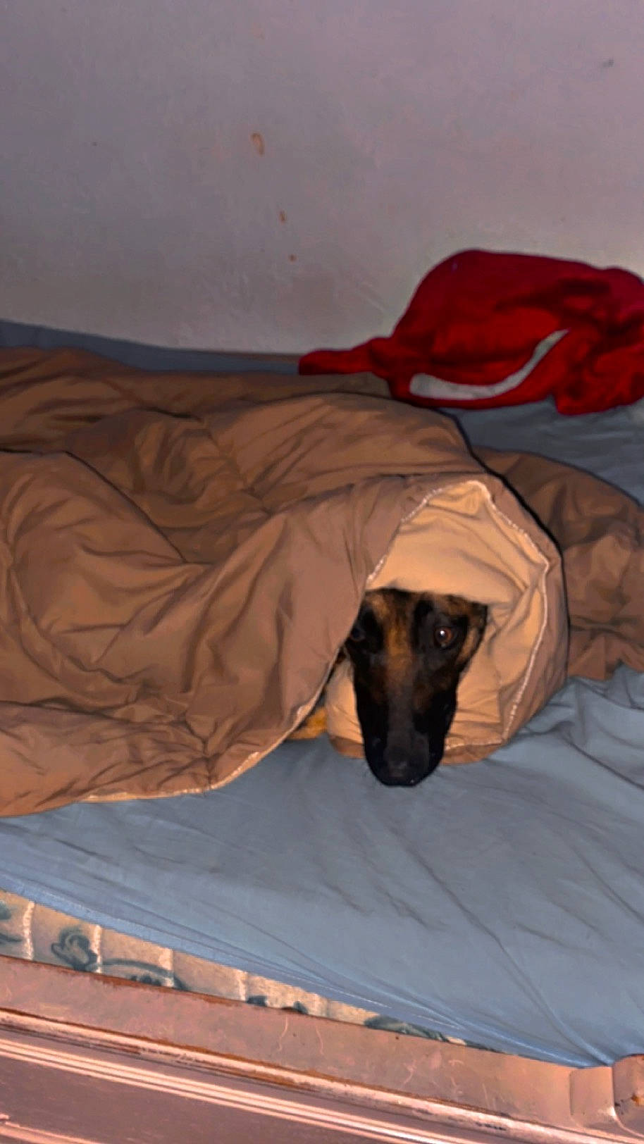 Nala participe au concours pour gagner de l'argent avec cette photo : bed, bed_sheet, bedding, brown, canidae, carnivore, comfort, companion_dog, dog, dog_breed, fawn, flooring, landscape, linens, nap, room, sporting_group, tints_and_shades, wood, working_animal