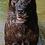Sky a rejoint le concours — aidez-le/la à gagner de superbes lots ! dog, black_dog, wet, water, standing, ears, tongue, animal, pet, outdoor, nature, muddy_water, canine, portrait, fur, muzzle, alert, eyes, snout, summer
