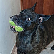 Sky participe au concours pour gagner de l'argent avec cette photo : dog, brindle, tennis_balls, indoor, pet, animal, floor, door, playful, canine, mouth, looking_up, curious, tile, ears, flash_reflection, house, domestic, companion, four_legs