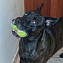 dog, brindle, tennis_balls, indoor, pet, animal, floor, door, playful, canine, mouth, looking_up, curious, tile, ears, flash_reflection, house, domestic, companion, four_legs