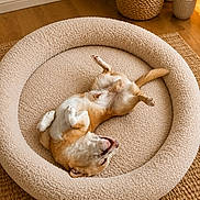 Urko a rejoint le concours — aidez-le/la à gagner de superbes lots ! dog, pet, bed, relaxed, indoor, floor, wooden_floor, plant, cozy, cute, sleeping, fur, tail, paw, home, living_room, happy, comfortable, animal, resting