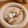 dog, pet, bed, relaxed, indoor, floor, wooden_floor, plant, cozy, cute, sleeping, fur, tail, paw, home, living_room, happy, comfortable, animal, resting