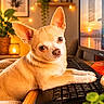 Urko a rejoint le concours — aidez-le/la à gagner de superbes lots ! dog, chihuahua, keyboard, computer, monitor, indoor, pet, cute, small_dog, warm_lighting, plant, desk, technology, cozy, home_office, animal, looking_at_camera, furniture, closeup, relaxing