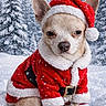 animal, canine, chihuahua, christmas, costume, cute, dog, festive, forest, fur, holiday, outdoor, pet, red_clothing, santa_claus_costume, small_dog, snow, snowfall, trees, winter