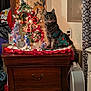 animal, cat, christmas_lights, christmas_tree, cozy, curtains, decor, festive_outfit, furniture, holiday, holiday_decorations, indoor, lamp, ornaments, panda_art, pet, power_outlet, tabby_cat, wall, wooden_dresser