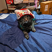 Tiger is registered to the contest to win money with this photo: cat, tabby, pet, animal, bed, blanket, hat, holiday, festive, indoors, clutter, books, box, toy, furniture, curious, cute, fur, whiskers, relaxed