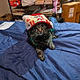 cat, tabby, pet, animal, bed, blanket, hat, holiday, festive, indoors, clutter, books, box, toy, furniture, curious, cute, fur, whiskers, relaxed