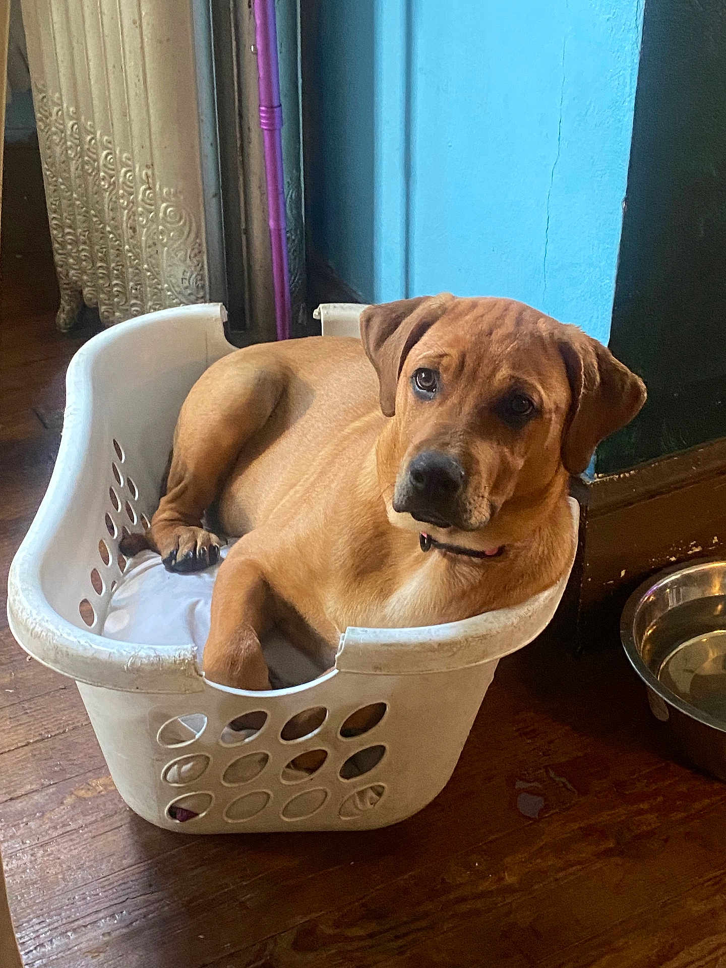 Summer joined the competition — help win amazing prizes! dog, brown_dog, laundry_basket, indoor, wooden_floor, blue_wall, water_bowl, pet, resting, collar, flooring, household_item, domestic, canine, relaxed, looking_up, cozy, home_interior, animal, furniture