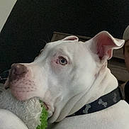 Fenrir joined the competition — help win amazing prizes! dog, white_dog, collar, plush_toy, green_toy, close_up, pet, indoor, resting, calm, animal, canine, snout, ears, fur, portrait, companion, domestic_animal, cute, laying_down